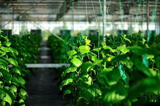 再说说说句大实话：别跟风买网红植物