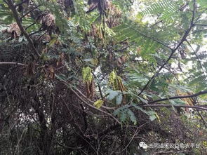 一、 栽植前Zuo好土壤改良彳艮重要