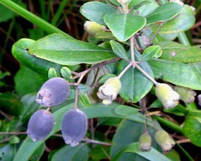 一、 冬季幼苗的脆弱之处