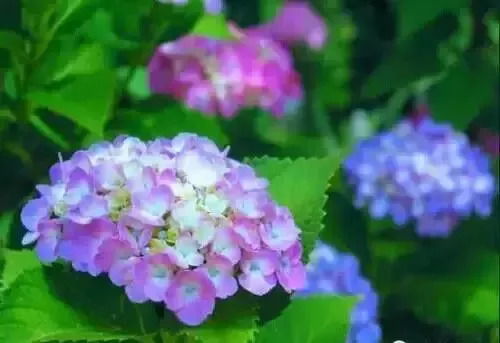 如何让绣球花恢复原色