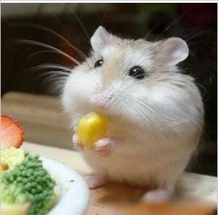 仓鼠与蟑螂：意想不到的“美食”关系