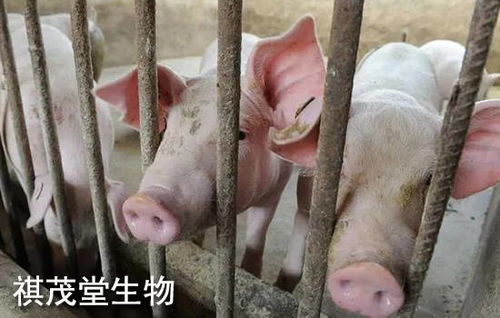 请问目前新乡生猪价格如何，与最新猪饲料价格相比，养殖成本有何变化？