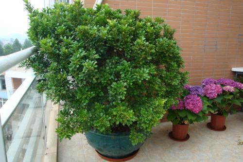 剑鞘松了怎么办？