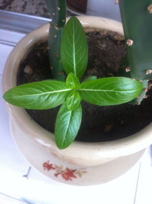 播种禁忌：避免种植油麻藤的误区