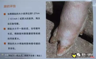 科学选种，精准饲养