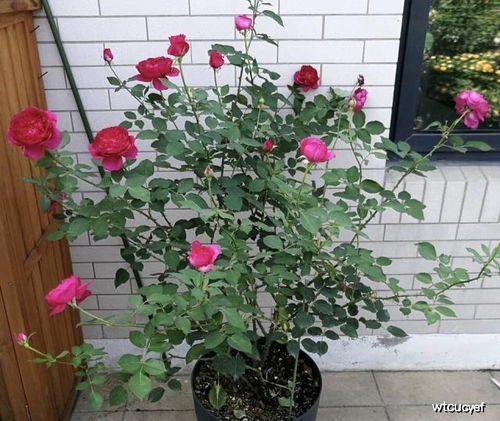 月季花后如何修剪？