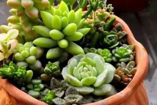 多肉植物需透气排水佳土壤