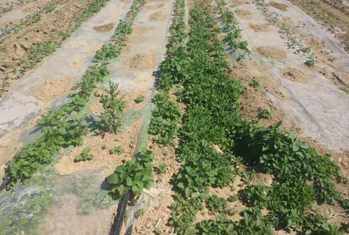 产品规格及使用方法