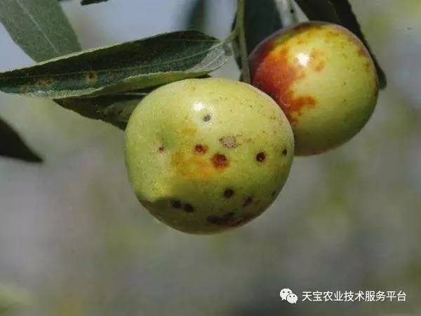 枣锈病的症状与危害