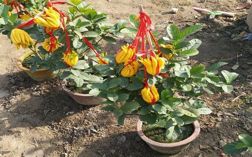 金佛手种植几年后才能结果实？果实产量和品质如何