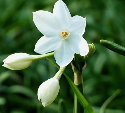 双“水仙花”，花语何解