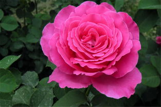 肥料不够， 花儿也会瘦弱