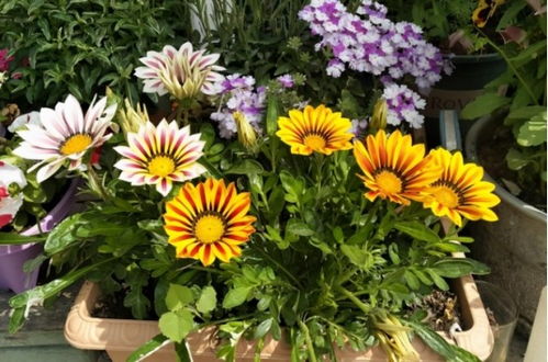 菊花金黄亮， 冬季也开花