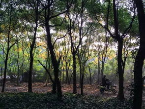 丰富选择：梗多适合桥下的植物