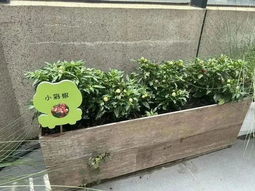 第二章:选择合适的蔬菜种类