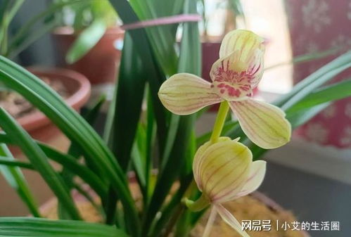 兰花冬天如何保湿最好？