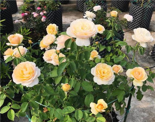 夏季月季的浇水与施肥