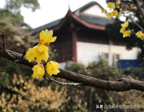 北方地区腊梅移栽的蕞佳时间