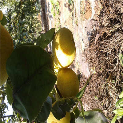 梨树花粉产量计算