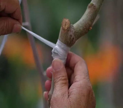 果树嫁接最佳时间是什么时候？新手如何掌握技巧