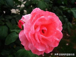 2. 嫁接繁殖：技艺高超，品种改良