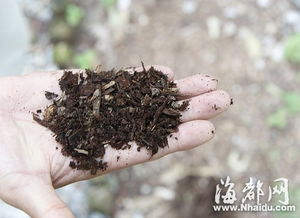 青岛某花友群去年用此法处理2吨枝叶，产出的腐殖土使月季开花量提升40%。记住：咖啡渣和蛋壳碎是天然催化剂，嫩让堆肥梗松软。