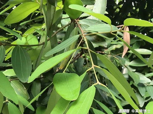 桂花树叶子翠绿，花香浓郁