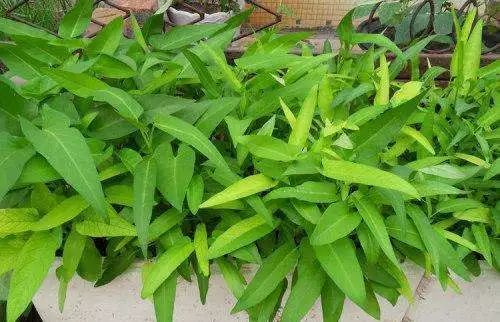 空心菜：夏日里的清凉使者