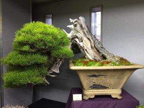 盆景高培土是什么意思？