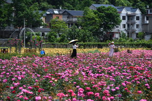 在家门口上班， 工作家庭两不误
