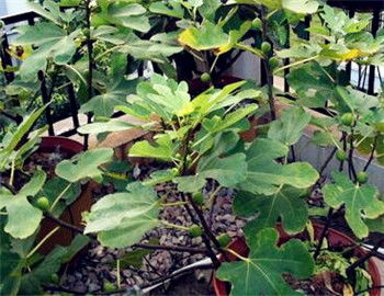 豌豆种子价格受品种、产地、种植技术等因素影响