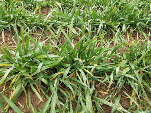 高效除草， 不返青