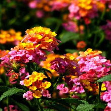 植物的花色变化：温度与酸碱度的秘密