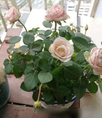 《一》初识月季扦插