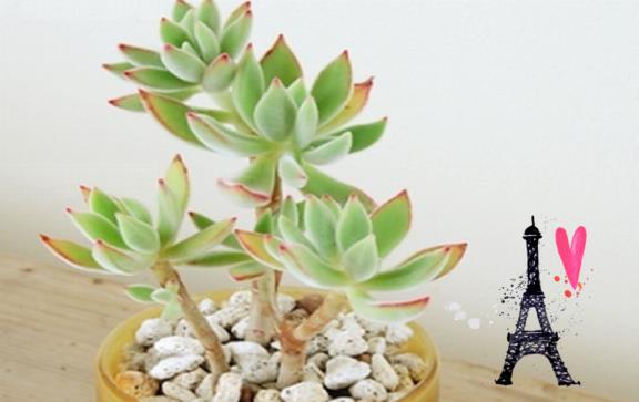 锦晃星养殖技巧：何时换盆以促进生长？