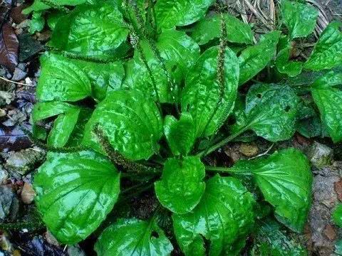 车前草，清热利尿