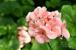 仙客来种子的播种大揭秘