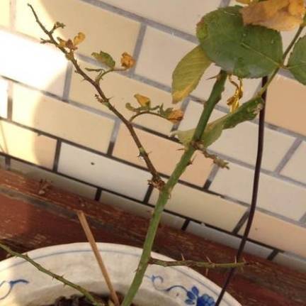 新买的月季苗带花苞：成长预兆还是养护难题？