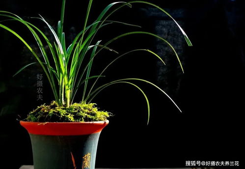 兰花肉质气生根，你了解多少？