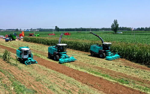 高饲料如何引领饲料产业革新，助力养殖业实现更可持续的蓬勃发展？