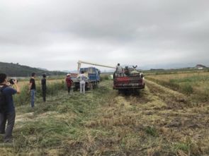 浙江大学培育新稻种， 滩涂粮食产量提升20倍