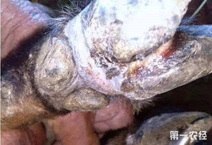 中西结合，高效防治家畜腐蹄病