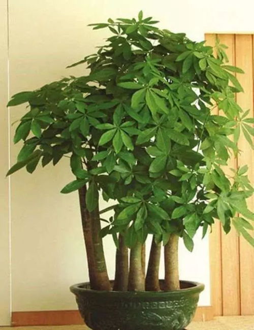 养这3种花，旺宅还养人