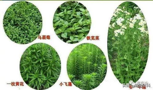 混用效果，你了解吗？