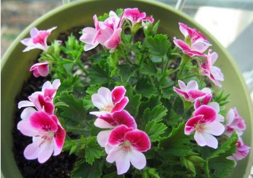 花的名字， 美的追求