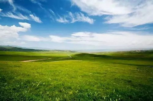 乌兰察布某度假村曾引种300株野生金莲花