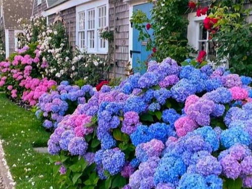 冬季种植， 保护枝干