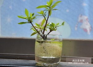 薄荷水培和土培哪种更适合扦插繁殖