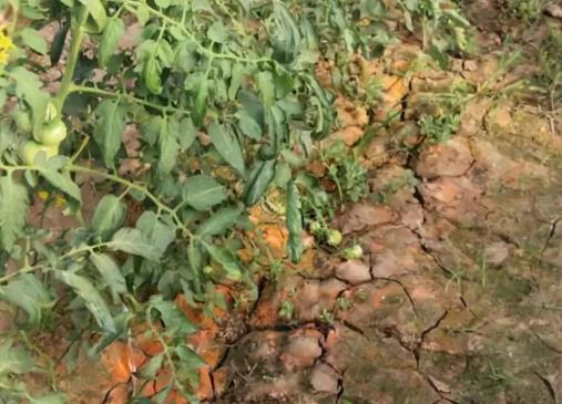 土壤墒情，得好好堪堪