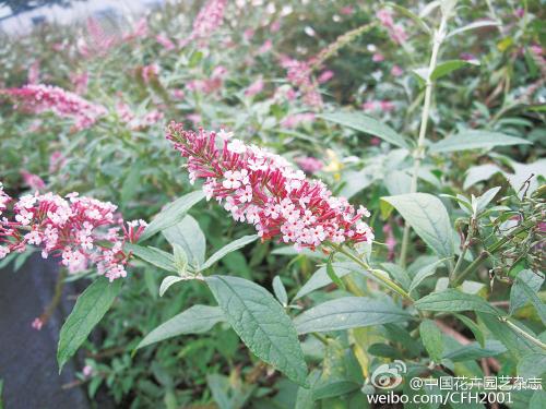 石楠生长在哪些地方？其生长环境与地方条件有哪些影响因素